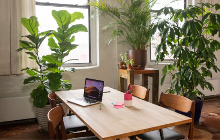 plants in the workplace